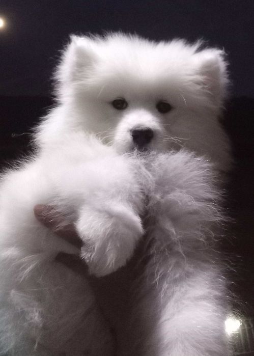 Fetiță samoyed, pedigree A ,FCI