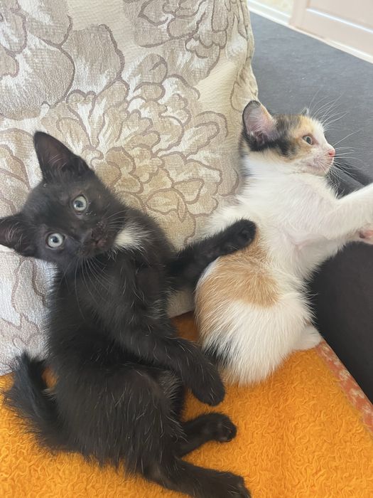 Котята в добрые  руки 2 месяца