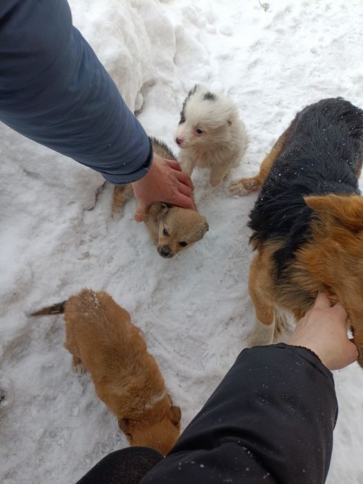 Щенки ищут домик.