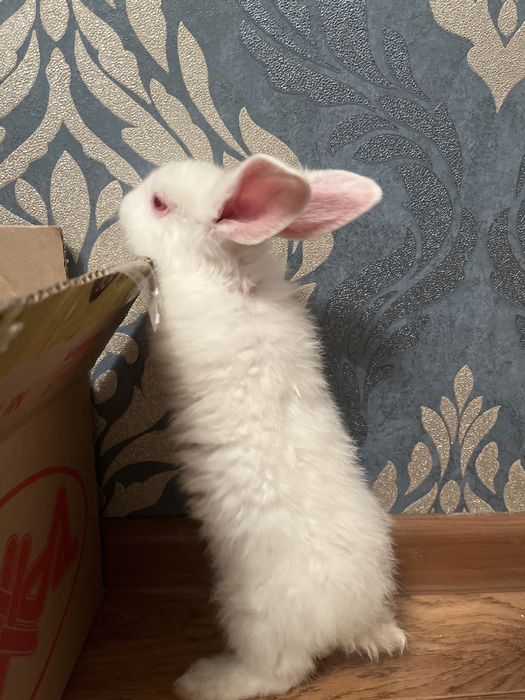 Ақ көжегім сатылады