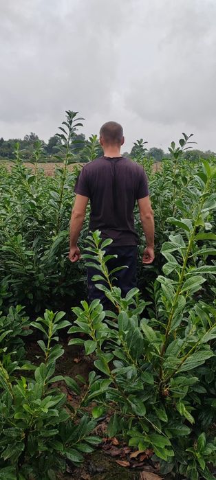 Prunus laurocerasus direct de la producător!
