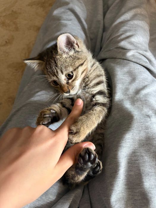 Отдам котенка в хорошие рук