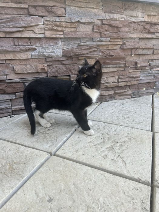 Отдам котенка в добрые руки!