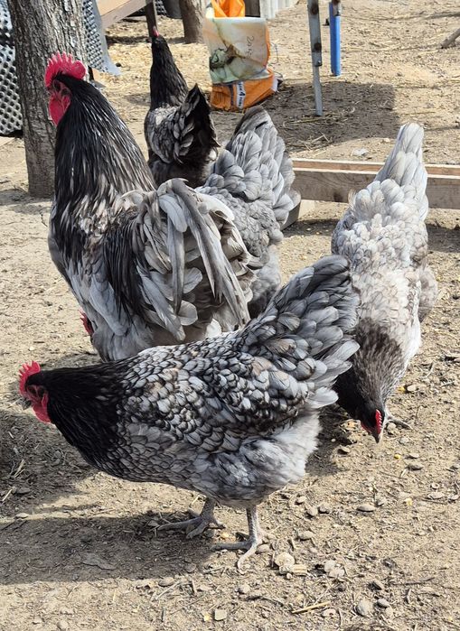 Oua pentru incubat Australorp/gri,splash,negru