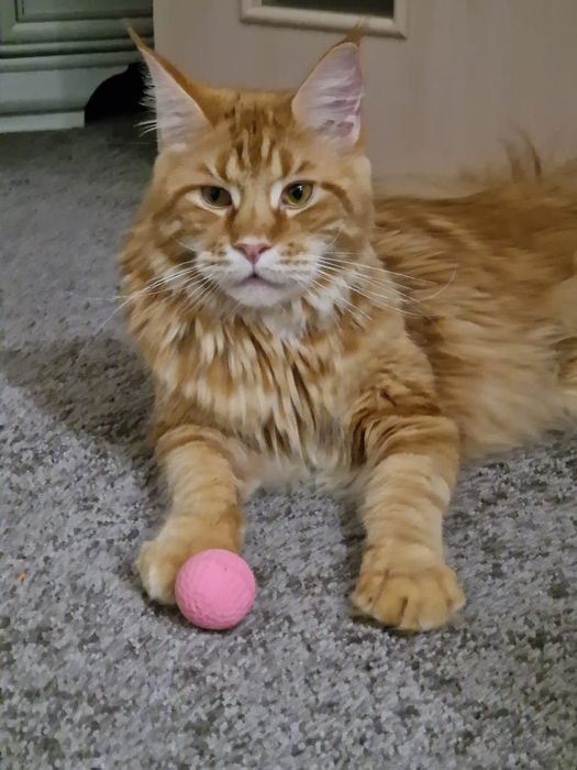 Котята породы Мейн-кун