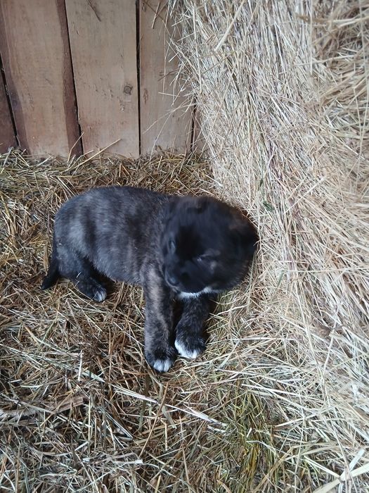 Подарявам кучета