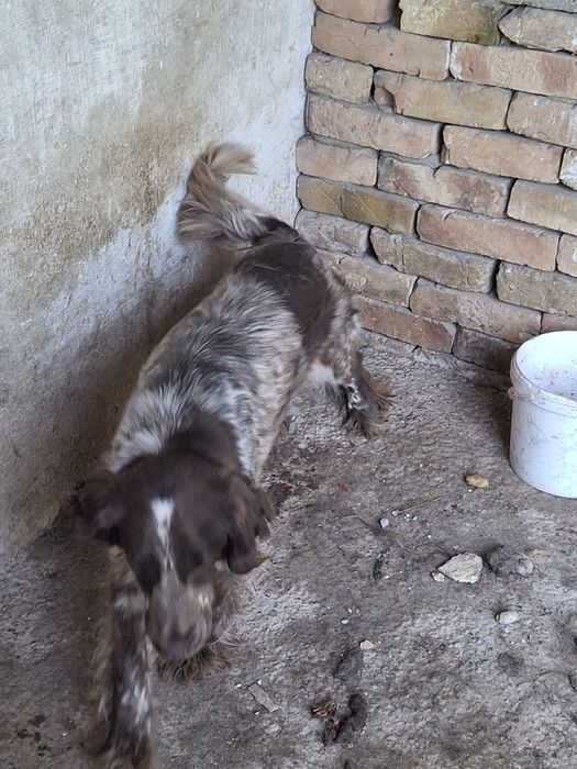 Русский спаниель