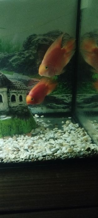 Красный попугай.