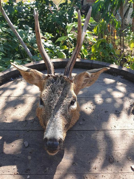 Vand trofeul cap de cerb