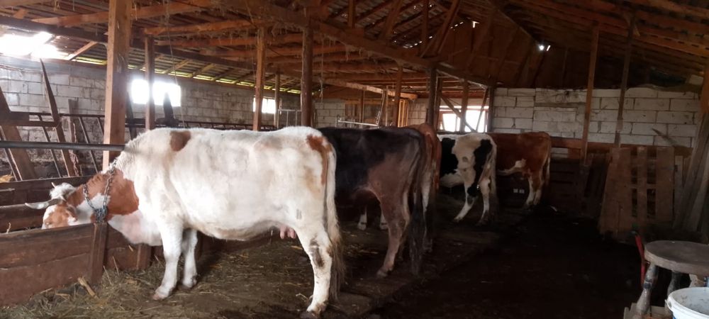 vand vaci juninci si vitele