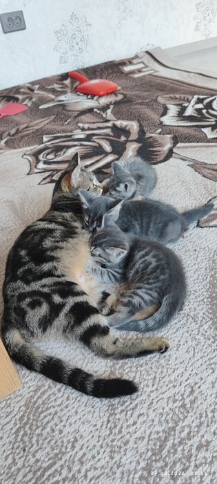 Otdam darom tekinga mushuk bolasi faqat  yahshi boqadigan odamga