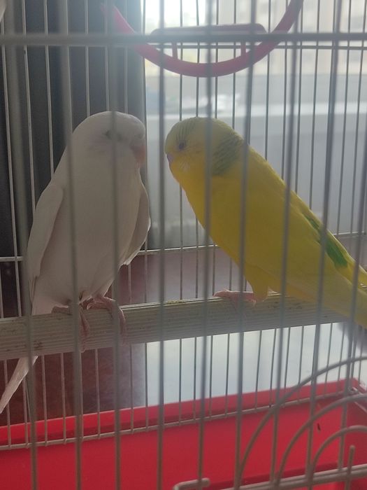Продам попугаев в добрые руки