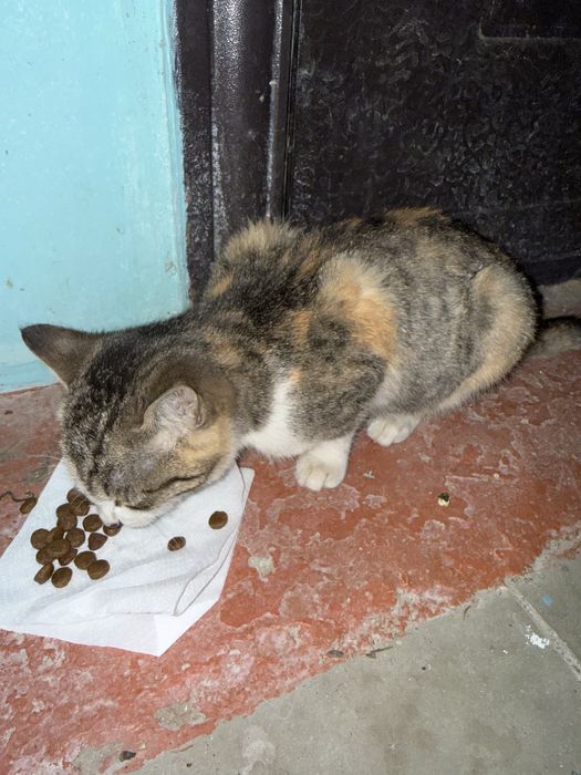 Котенок ищет дом