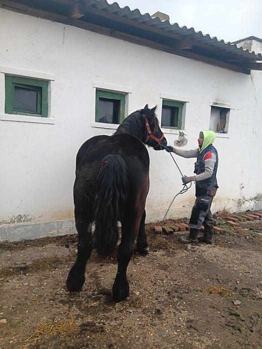 Vând schimb iapa Percheron