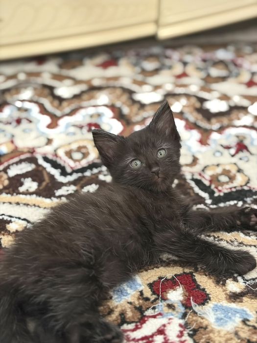 Породистые котята