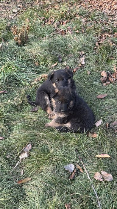 Немецкая овчарка