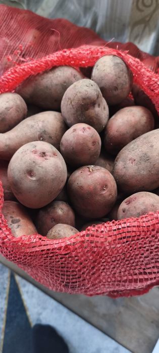 Продам картофель