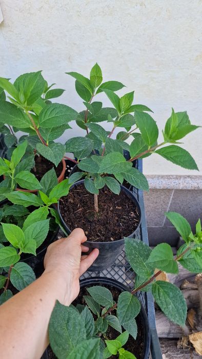 Метельчатые гортензии