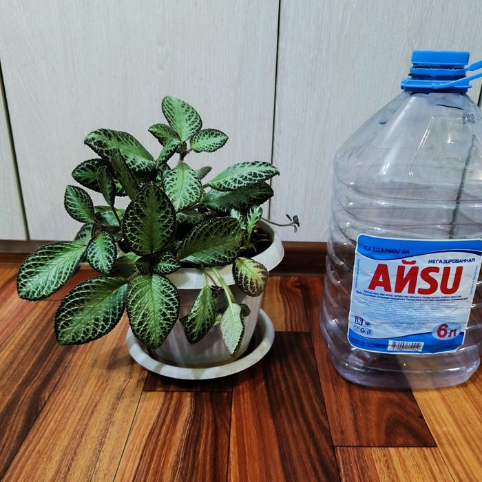 Комнатные растения -Эписция