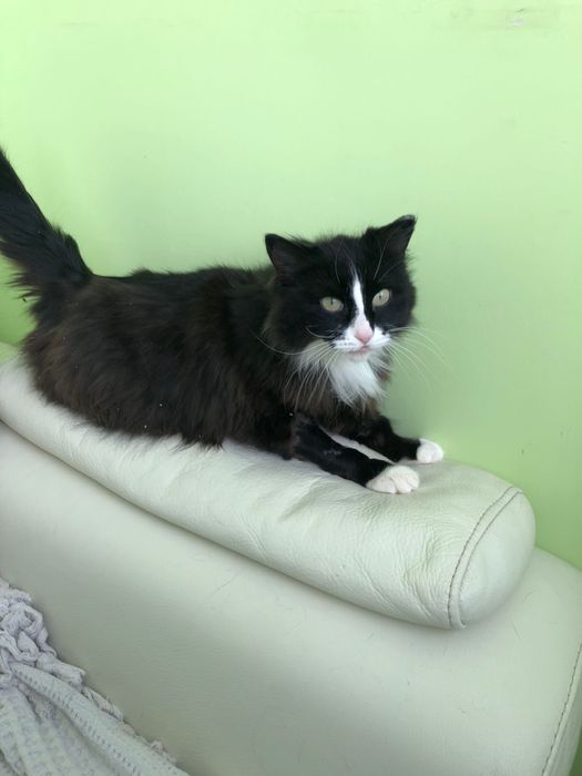 Кошечка в Добрые руки! Стерелизована!