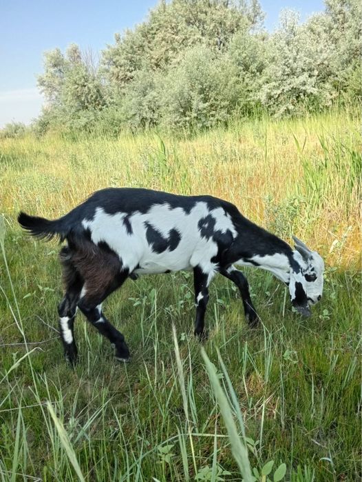 Продам Нубийского Козла
