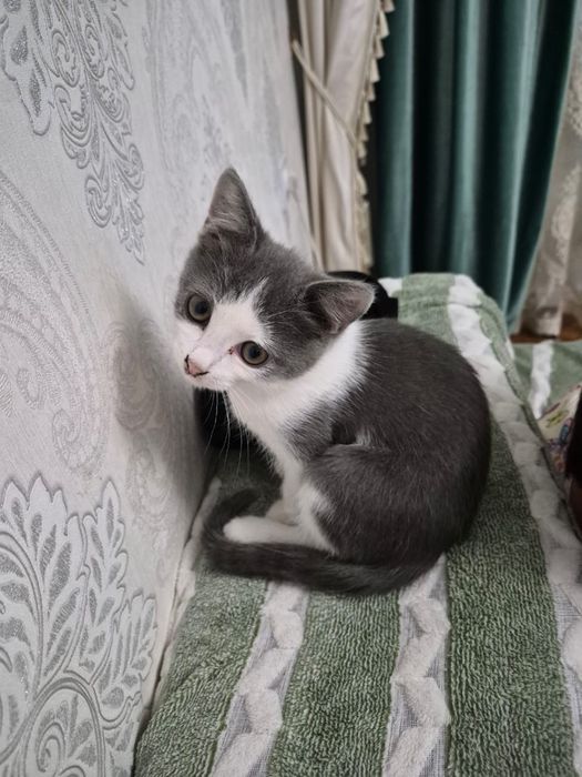 Отдам котенка мальчика