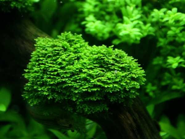 Moss acvariu/Muschi natural Coral Moss/Fissidens/Christmas/Flame/Pelia