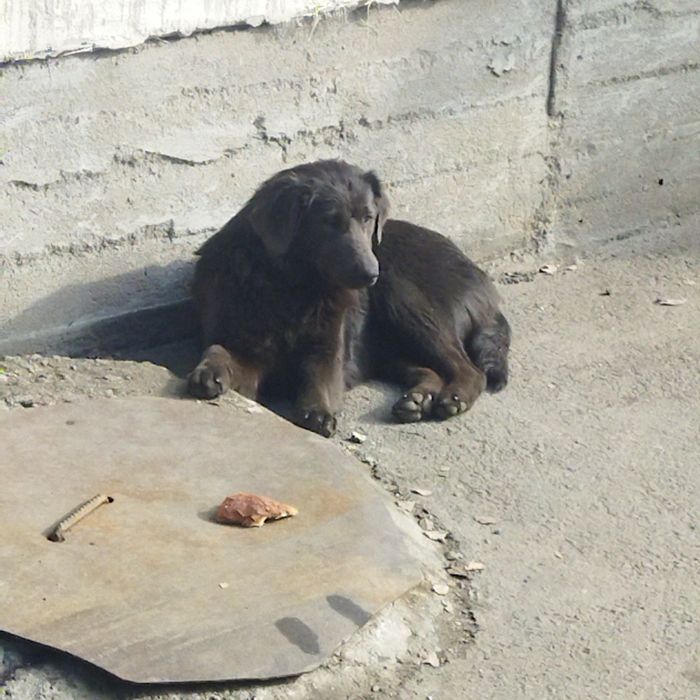 Срочно отдадим щенков