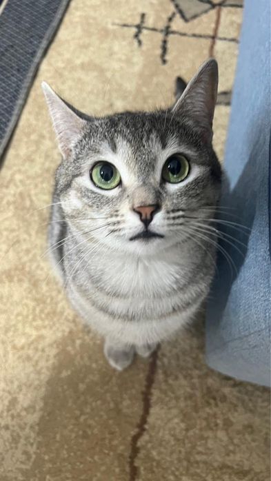 кошка в добрые руки