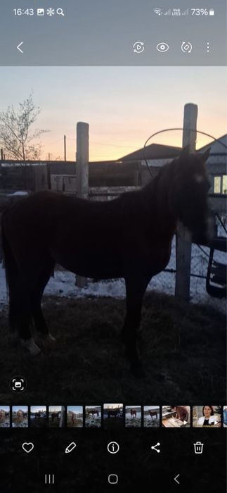 Айғыр үш жасар сатылады