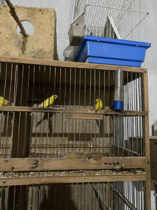 Канарейки парочка