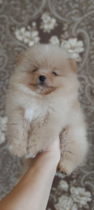 Шпиц кремовый мальчик