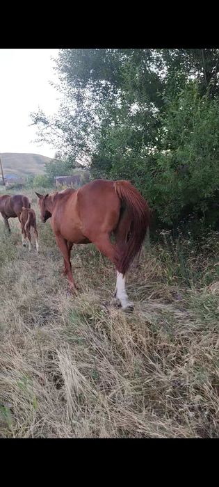продаётся чистакровная кобыла