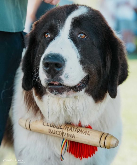 Vind catei Ciobanesc de Bucovina