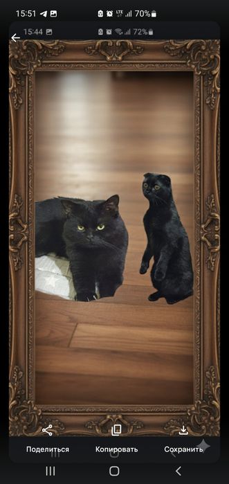 Парода скотиш фолд