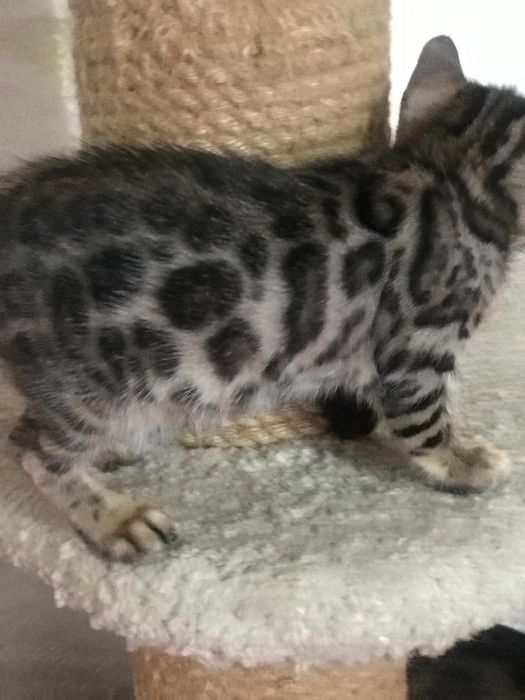 Бенгальские котята