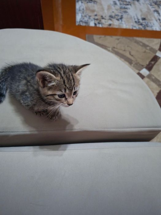 Отдам котят прекрасных