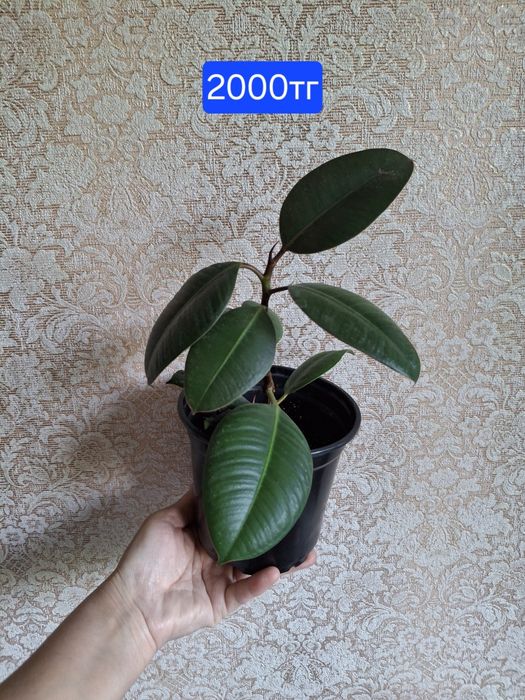 Фикусы. Комнатное растение
