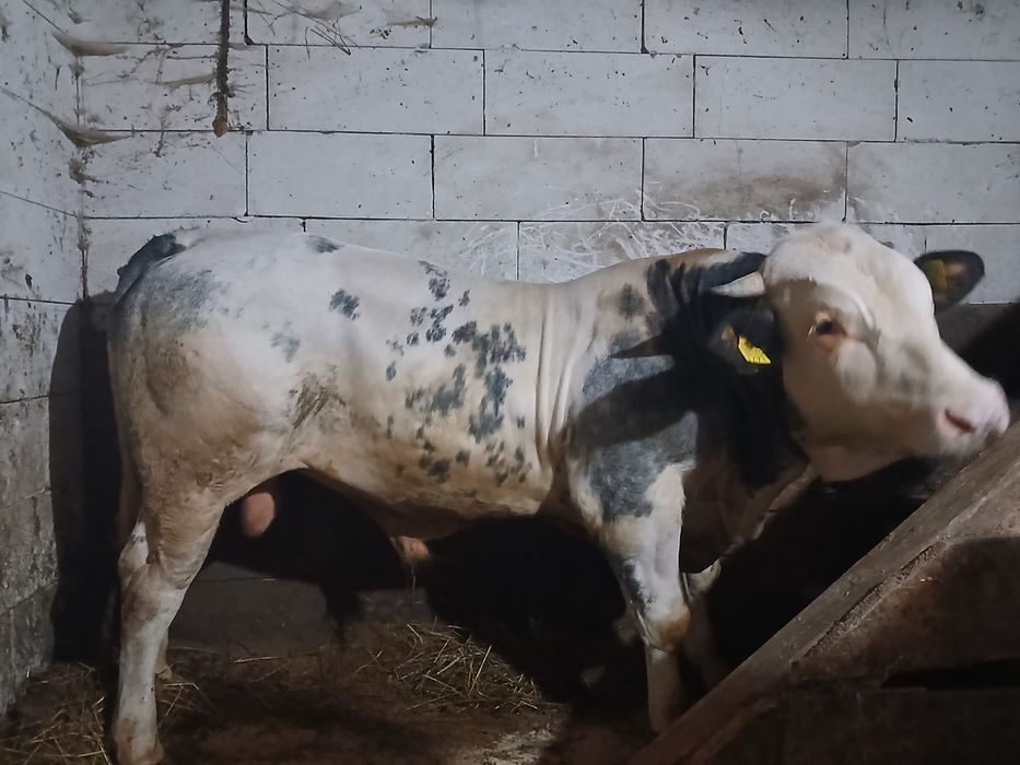 Taur de vanzare