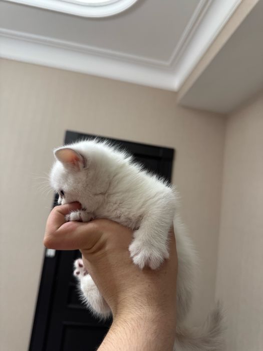 Продаются чисто кровный серебристий шиншиллы котяти