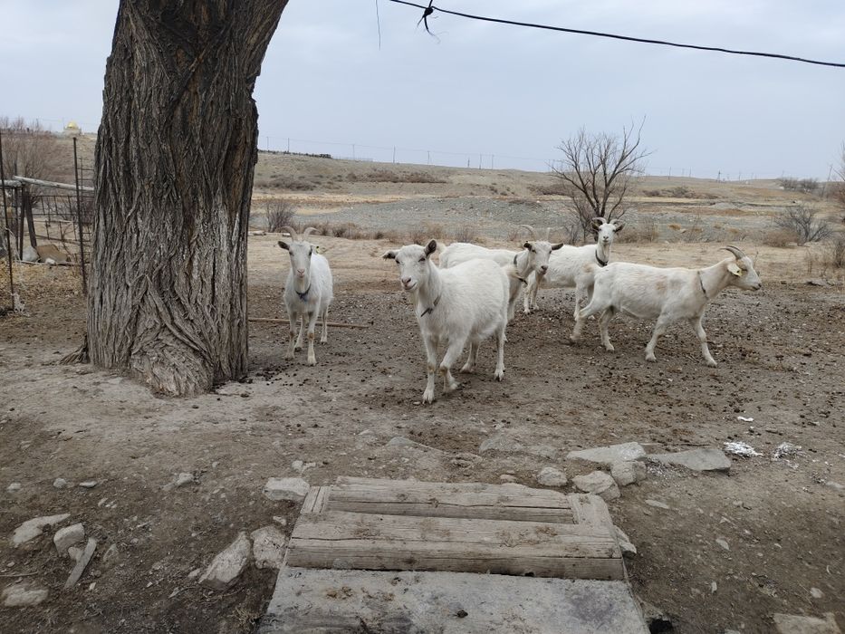 Продаем Заненские Козы!