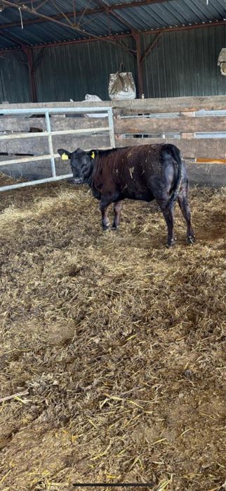 8 vitele Aberdeen Angus