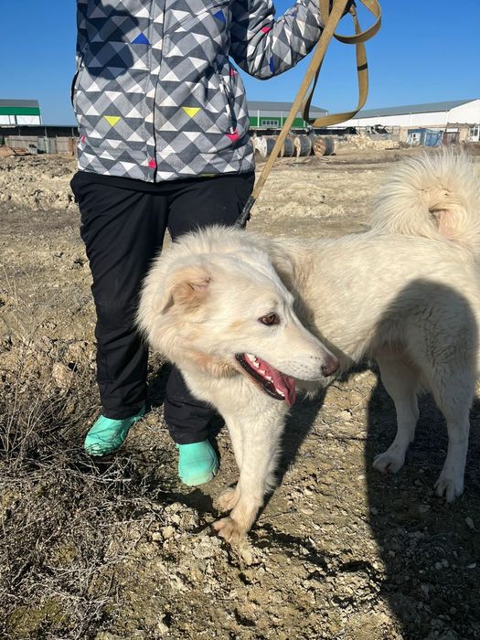 Собаки  животные