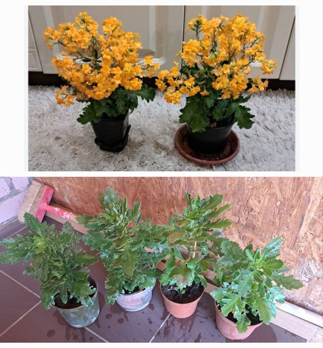 Цветы комнатные разные