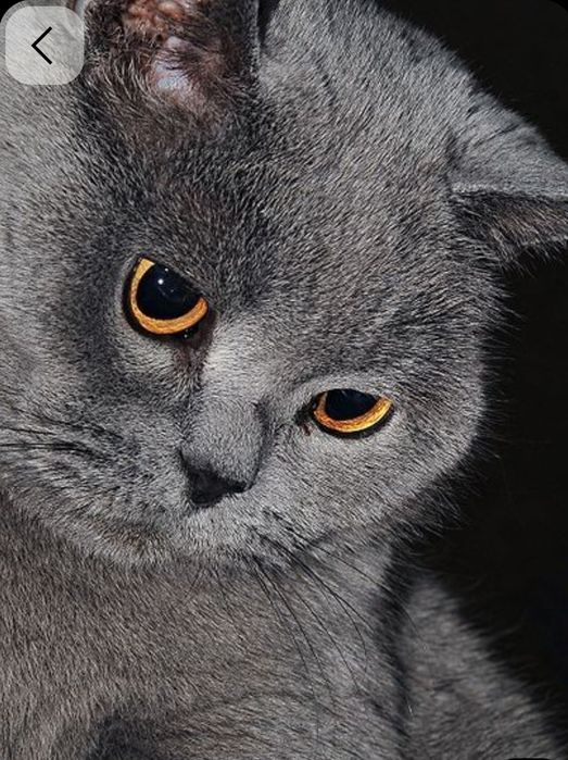 British male cat