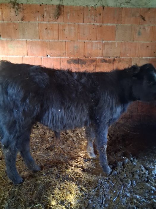 Viței de rasa angus și belgian