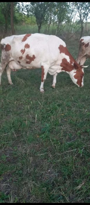 Vând vaca Red holstein