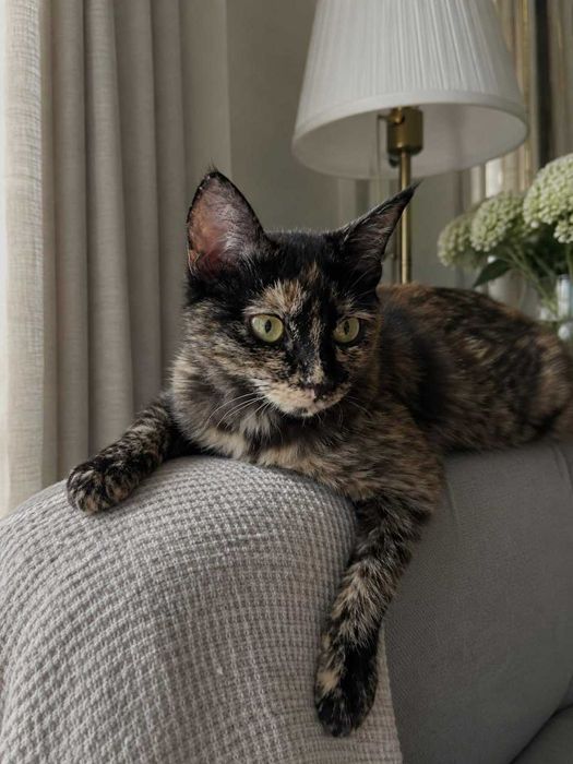 Ласковая кошечка
