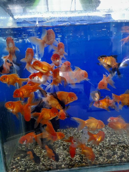 Oltin balikchalar akvarium baliklari 30 mingdan optam sena