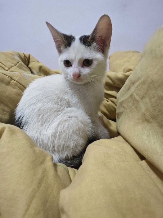 Adopție pisici 2 luni
